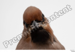 Head Bird Animal photo references
